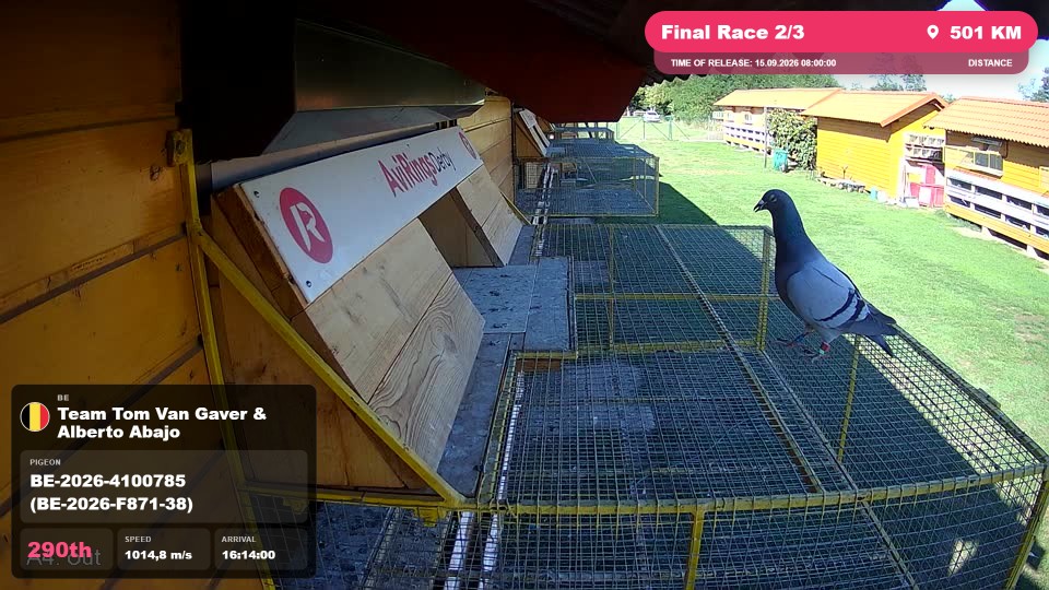 Pigeon Arrival Image For Race Final Race 2/3