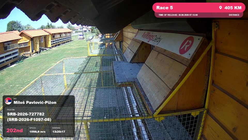 Pigeon Arrival Image For Race Race 5