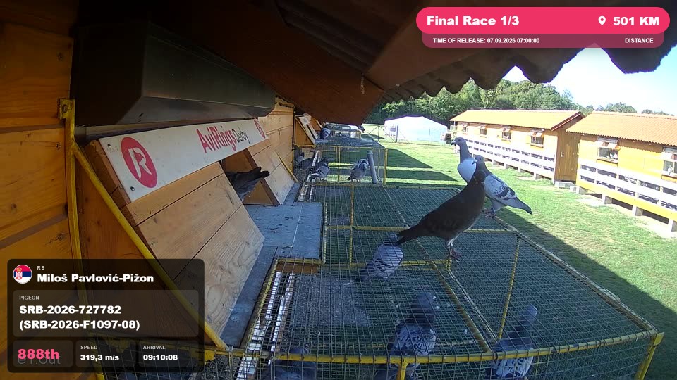 Pigeon Arrival Image For Race Final Race 1/3