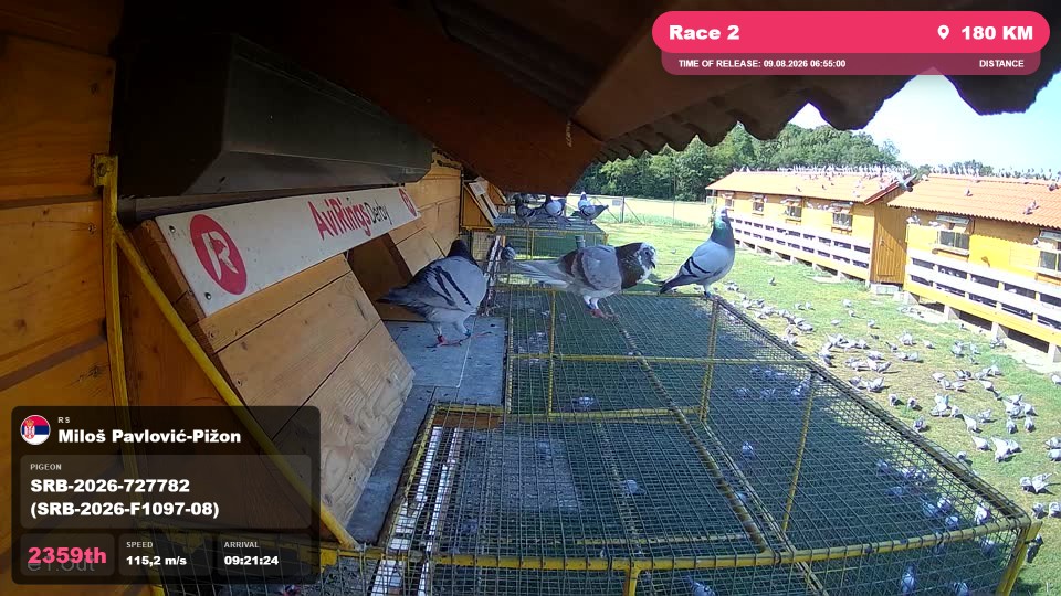 Pigeon Arrival Image For Race Race 2