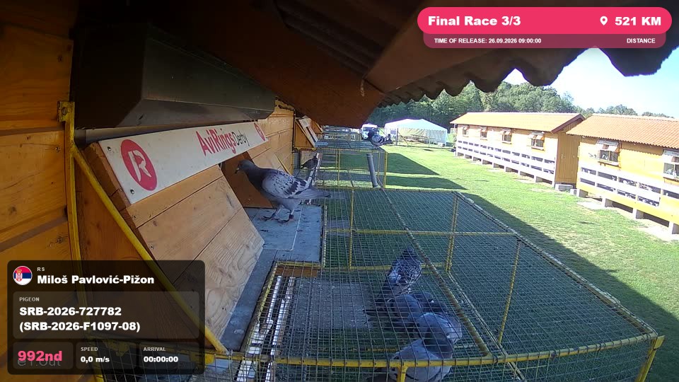 Pigeon Arrival Image For Race Final Race 3/3