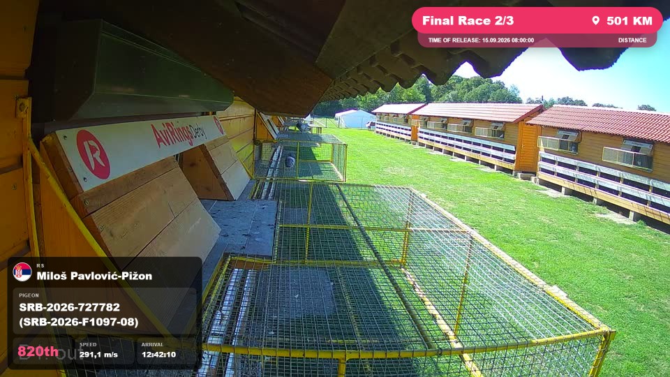 Pigeon Arrival Image For Race Final Race 2/3