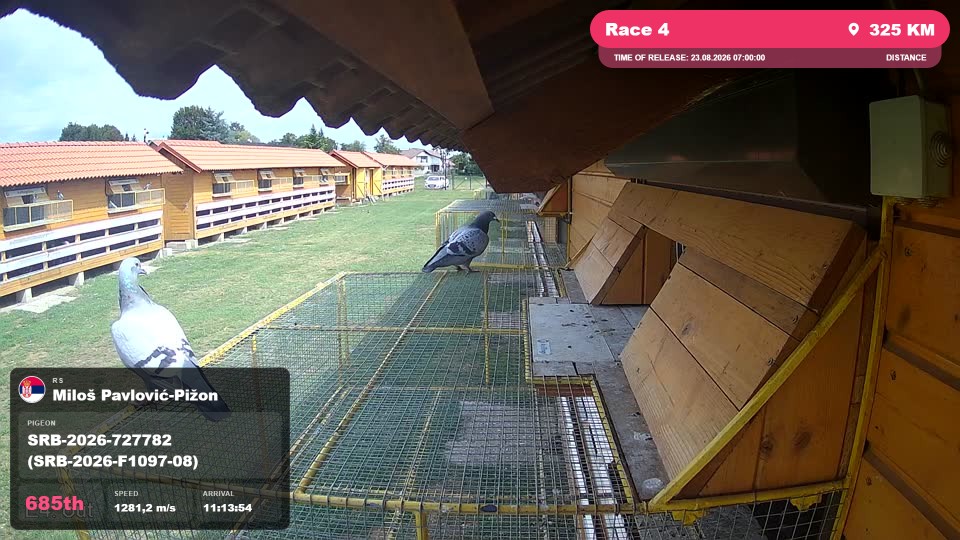 Pigeon Arrival Image For Race Race 4