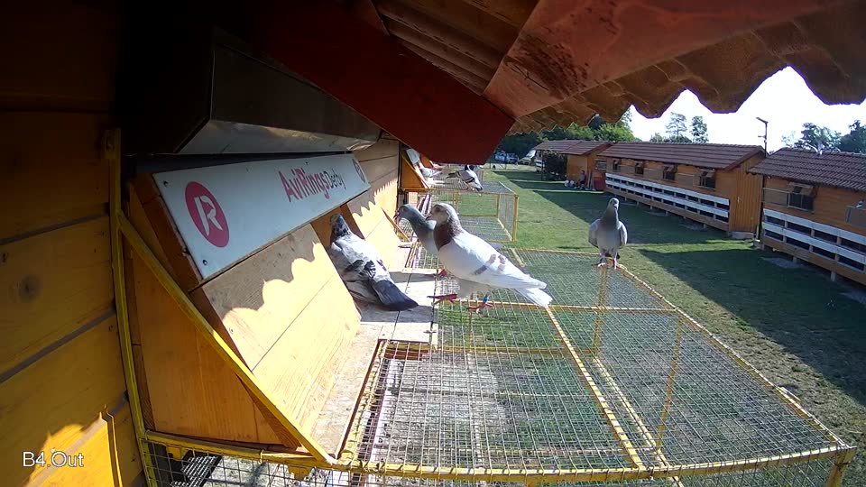 Pigeon Arrival Image For Race Race 1