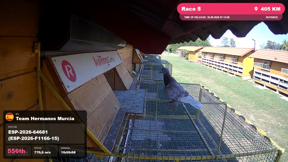 Pigeon Arrival Image For Race Race 5
