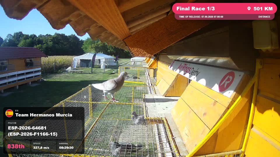 Pigeon Arrival Image For Race Final Race 1/3