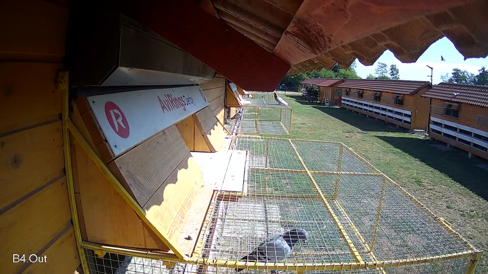Pigeon Arrival Image For Race Race 2
