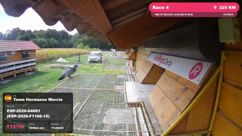 Pigeon Arrival Image For Race Race 4