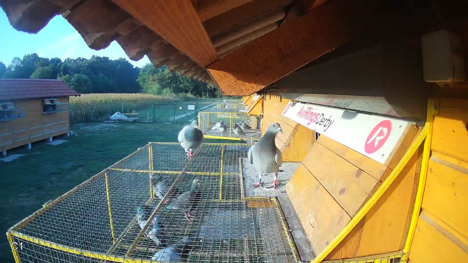 Pigeon Arrival Image For Race Race 5