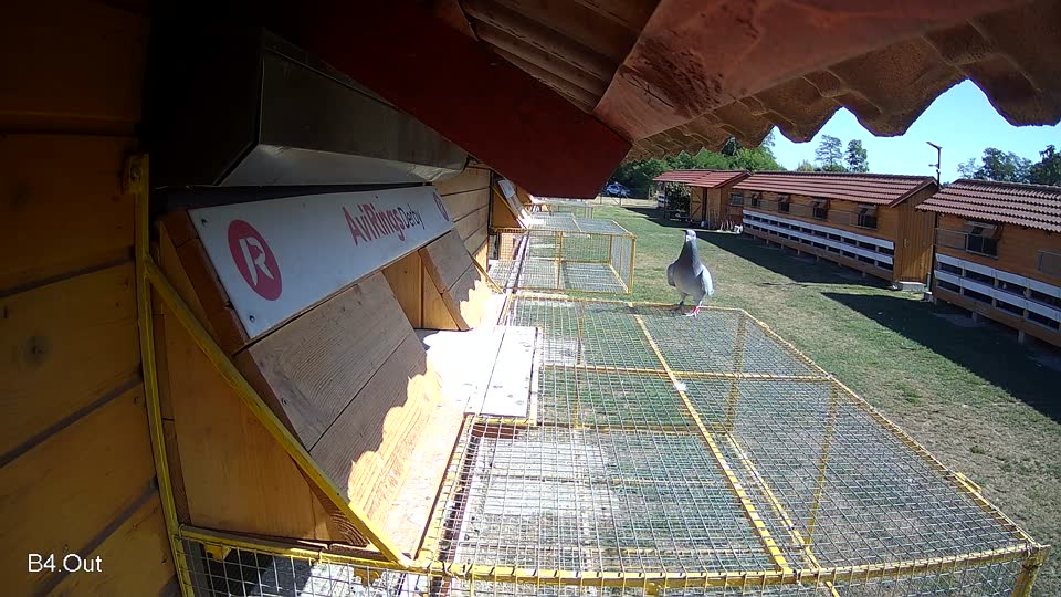 Pigeon Arrival Image For Race Race 3