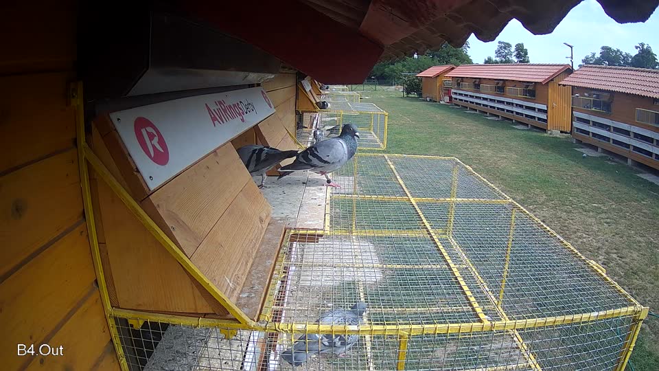 Pigeon Arrival Image For Race Race 4