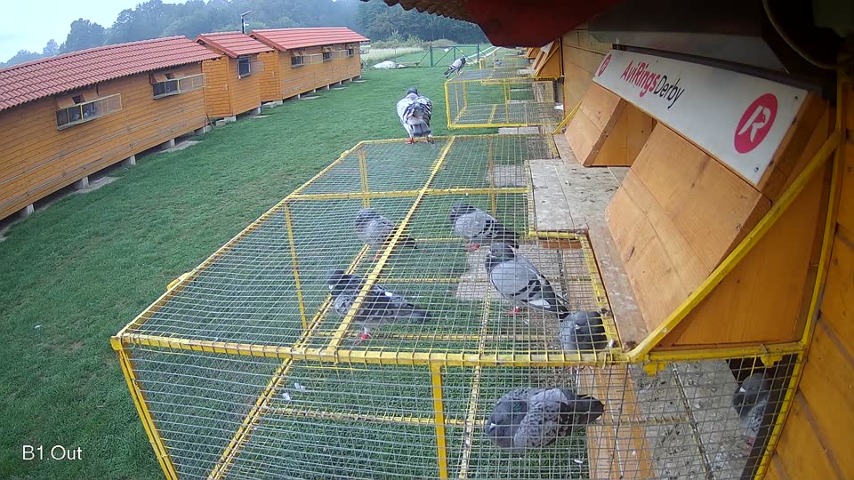 Pigeon Arrival Image For Race Final race 1