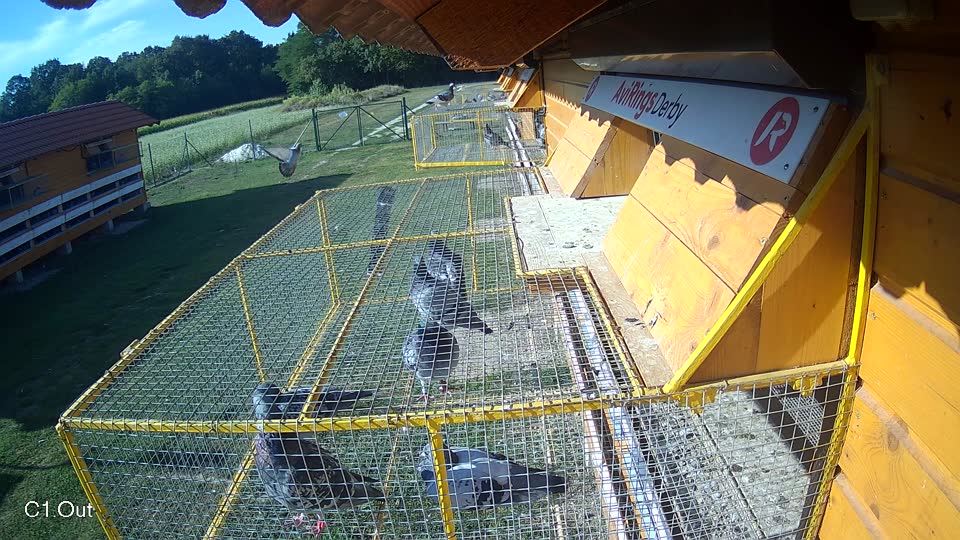Pigeon Arrival Image For Race Race 5