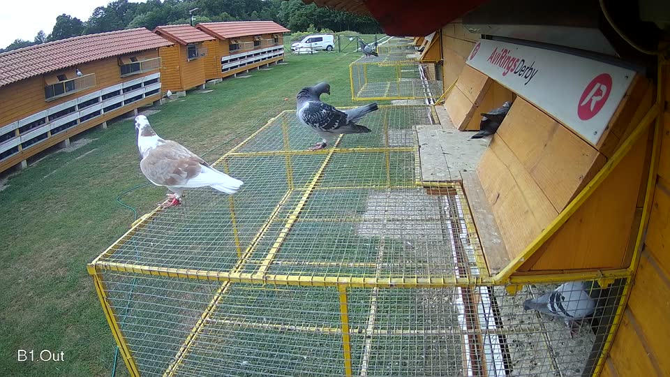 Pigeon Arrival Image For Race Race 3