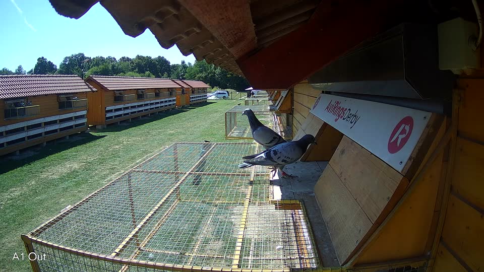 Pigeon Arrival Image For Race Race 5