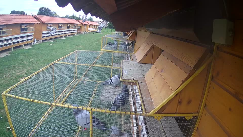Pigeon Arrival Image For Race Race 6