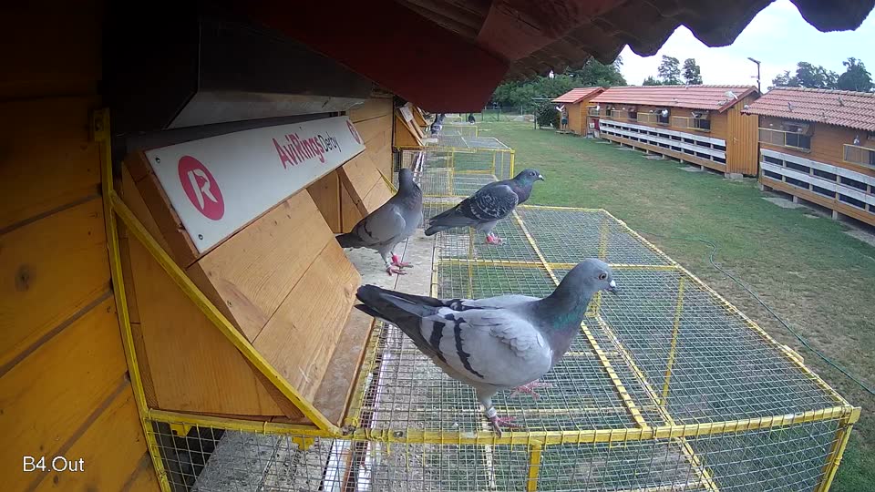 Pigeon Arrival Image For Race Race 3
