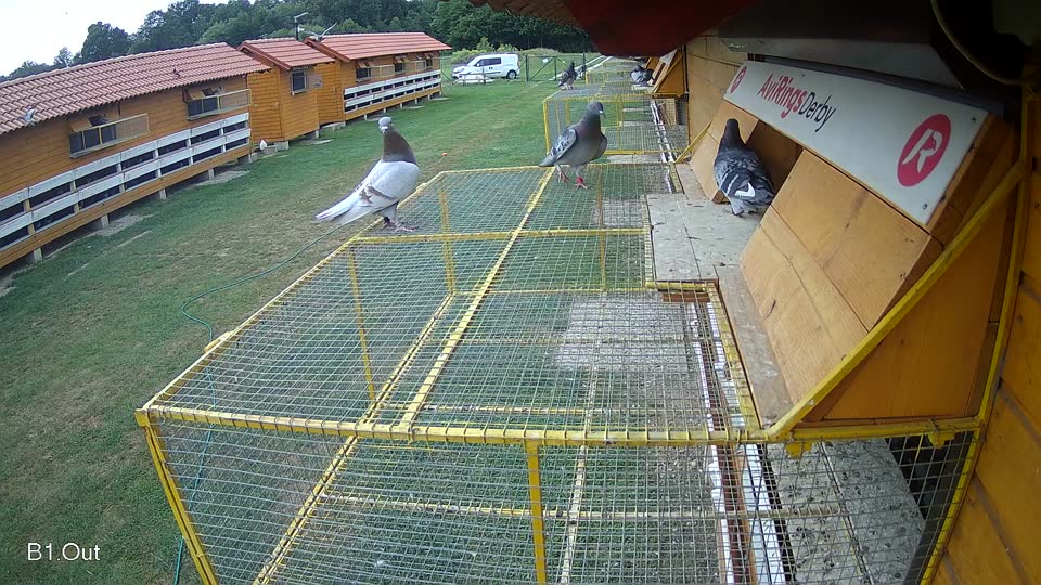 Pigeon Arrival Image For Race Race 3
