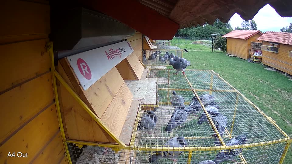 Pigeon Arrival Image For Race Race 6