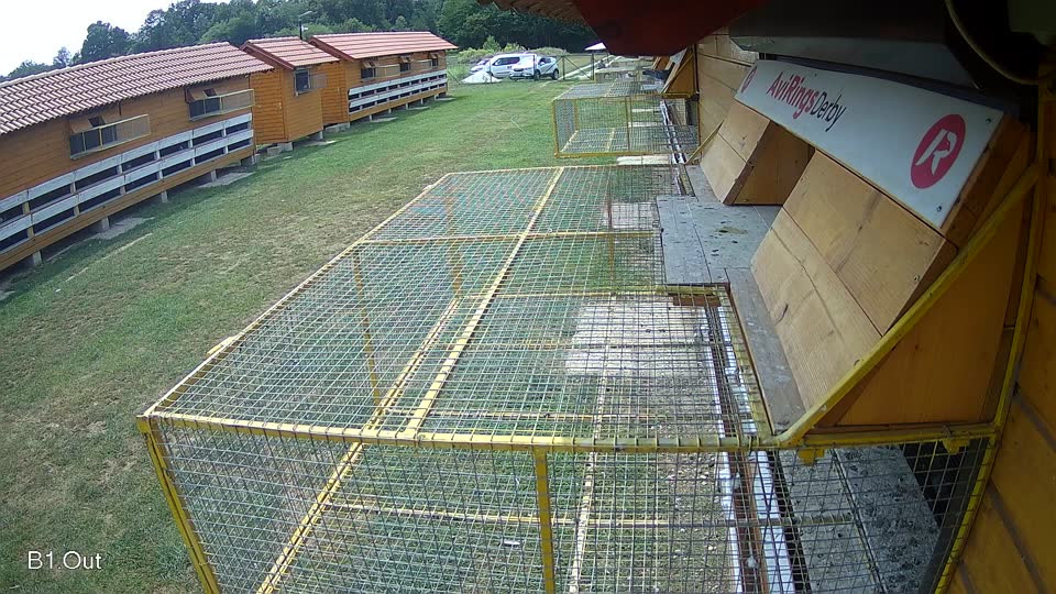 Pigeon Arrival Image For Race Race 4