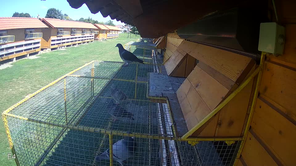 Pigeon Arrival Image For Race Race 2