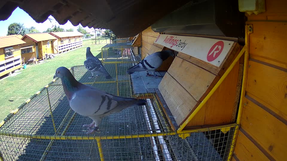 Pigeon Arrival Image For Race Race 3