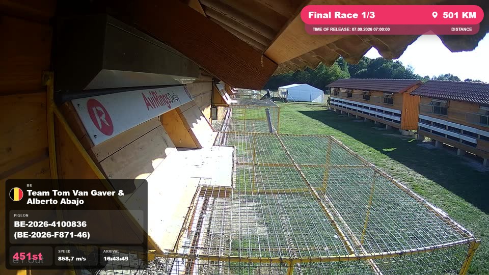 Pigeon Arrival Image For Race Final Race 1/3