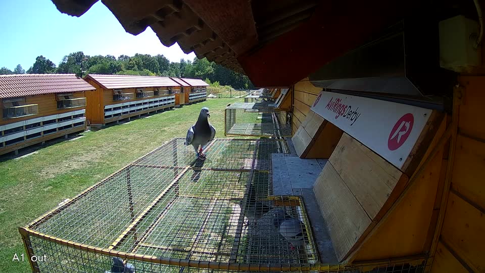 Pigeon Arrival Image For Race Race 2