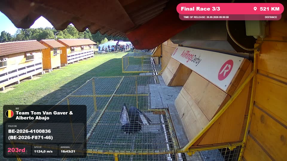 Pigeon Arrival Image For Race Final Race 3/3