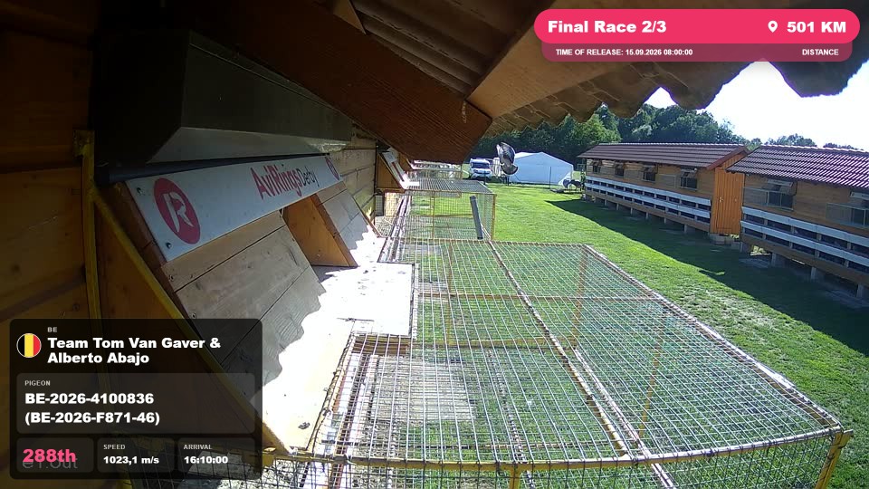 Pigeon Arrival Image For Race Final Race 2/3
