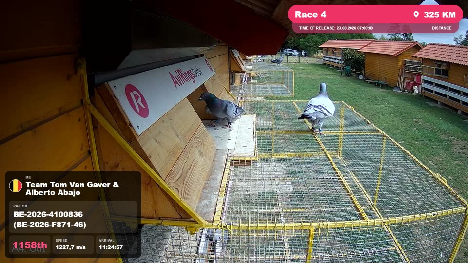 Pigeon Arrival Image For Race Race 4