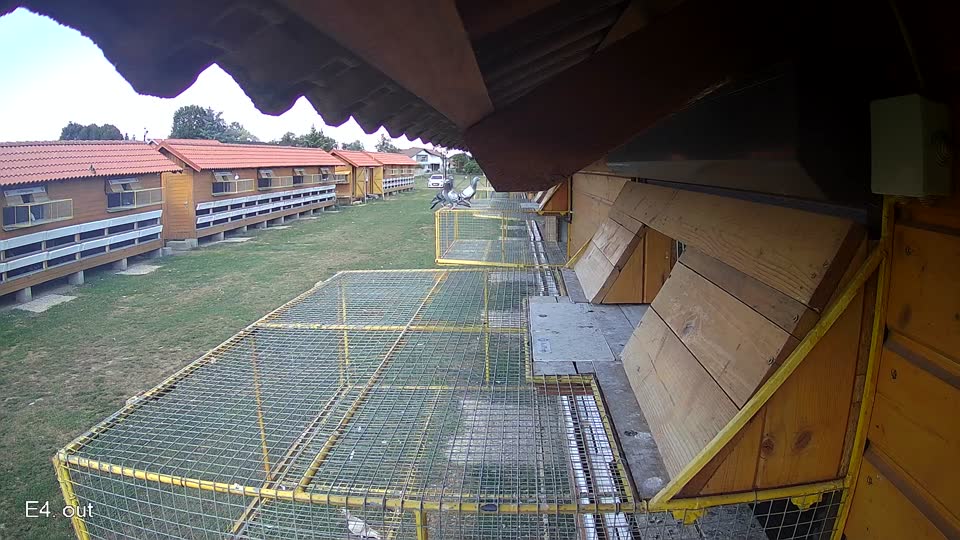Pigeon Arrival Image For Race Race 5