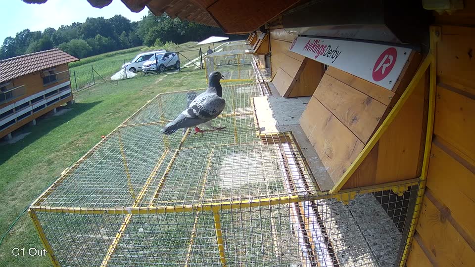 Pigeon Arrival Image For Race Race 4