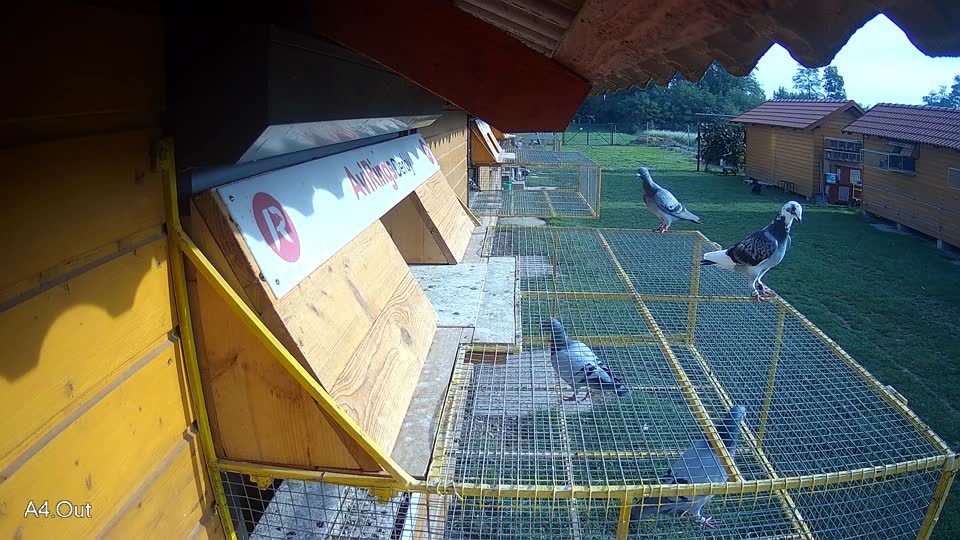 Pigeon Arrival Image For Race Final race 1