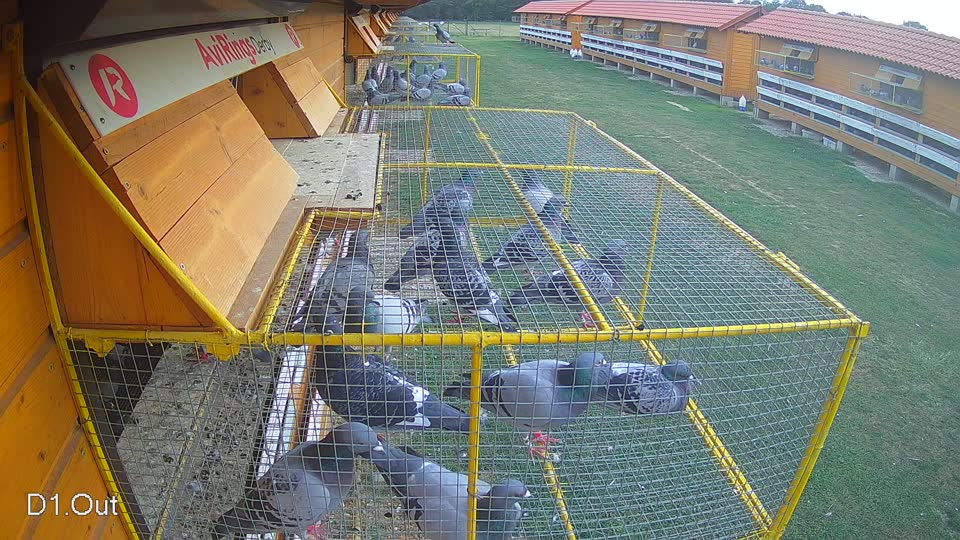 Pigeon Arrival Image For Race Race 5