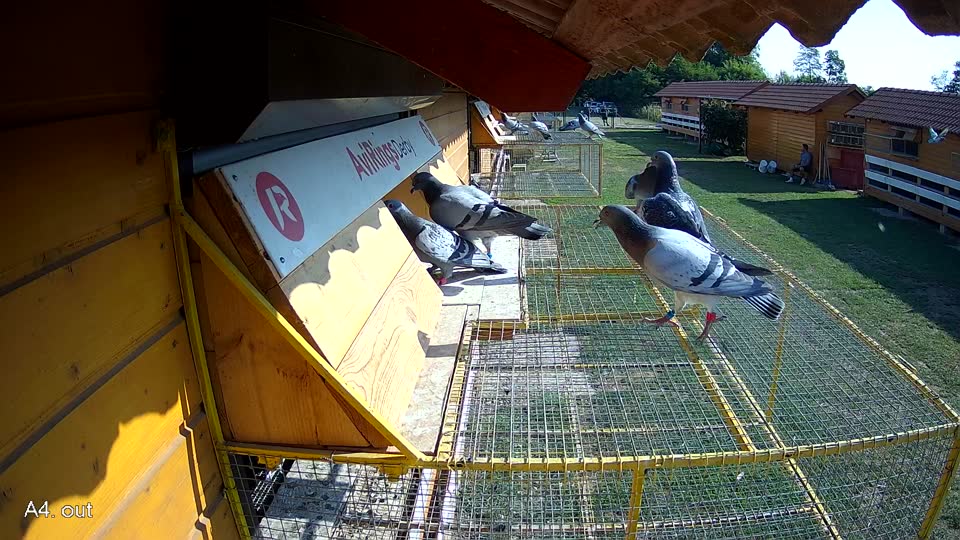 Pigeon Arrival Image For Race Race 1