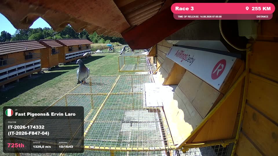 Pigeon Arrival Image For Race Race 3