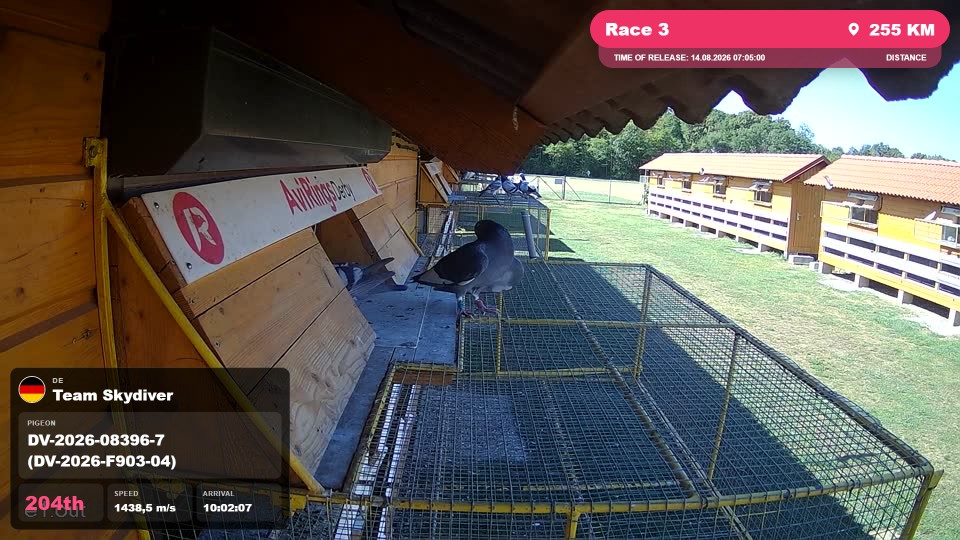 Pigeon Arrival Image For Race Race 3