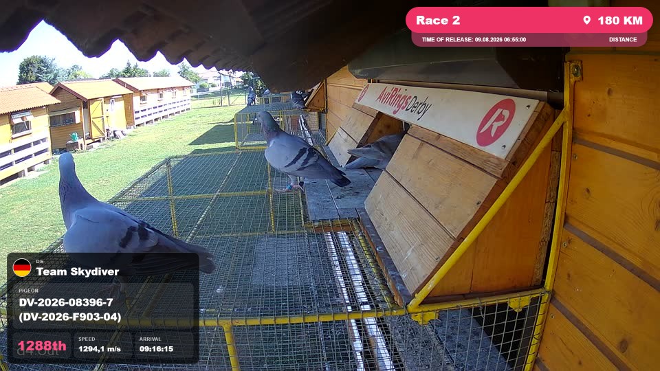 Pigeon Arrival Image For Race Race 2