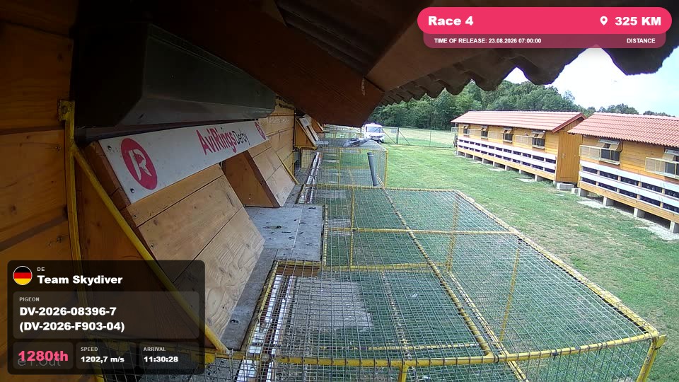 Pigeon Arrival Image For Race Race 4