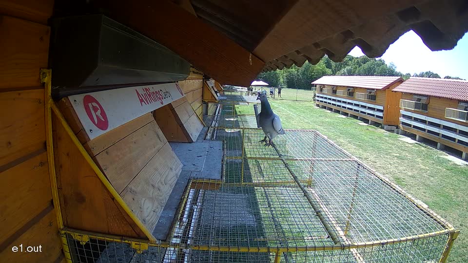 Pigeon Arrival Image For Race Race 5