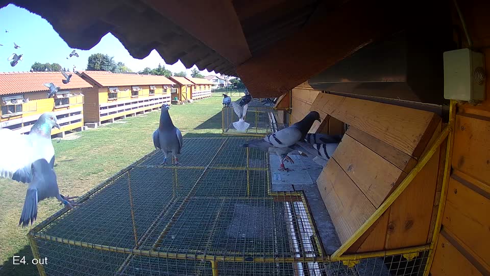 Pigeon Arrival Image For Race Race 2