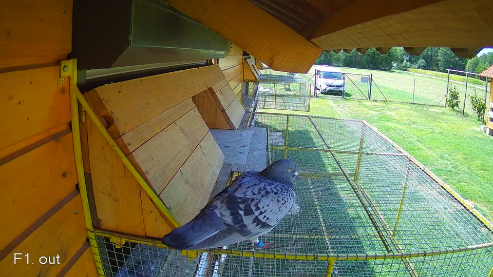 Pigeon Arrival Image For Race Race 4