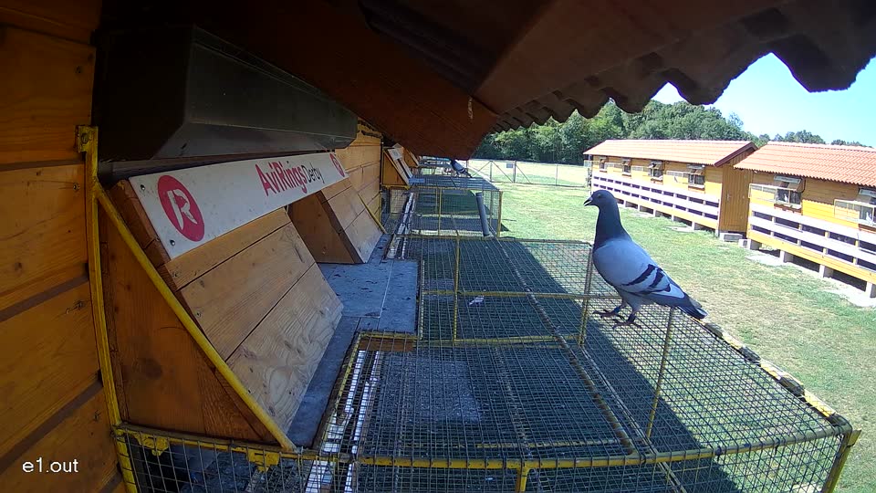 Pigeon Arrival Image For Race Race 3