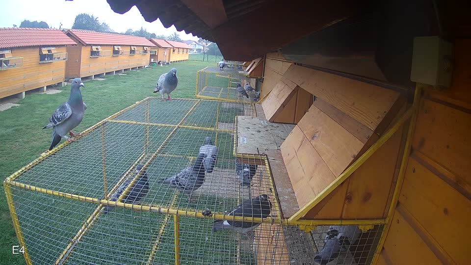 Pigeon Arrival Image For Race Final race 1