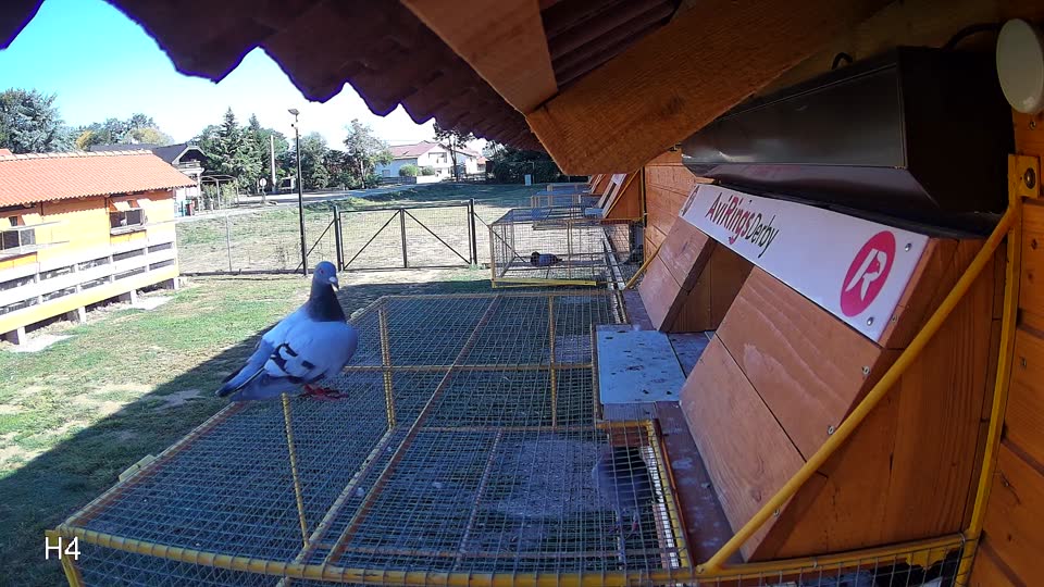 Pigeon Arrival Image For Race Final Race 1/3