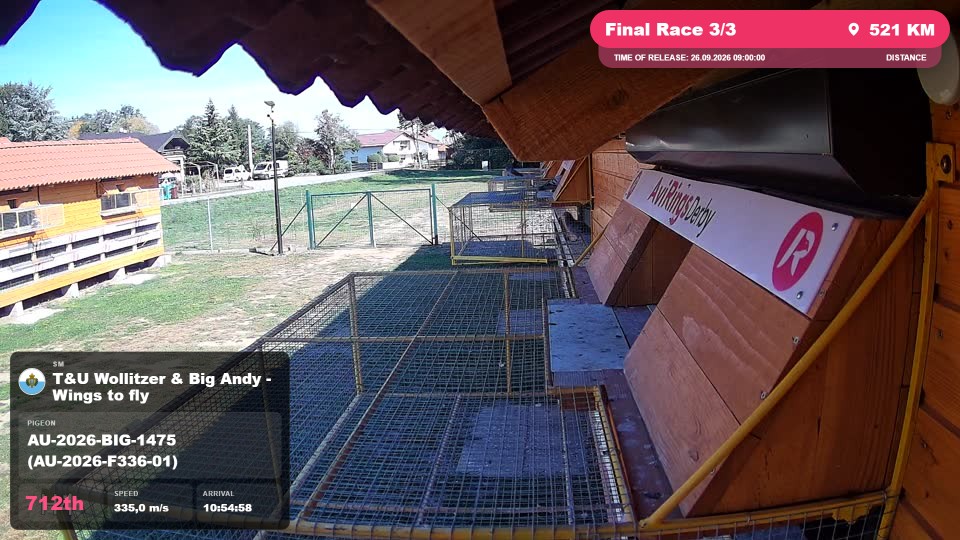 Pigeon Arrival Image For Race Final Race 3/3