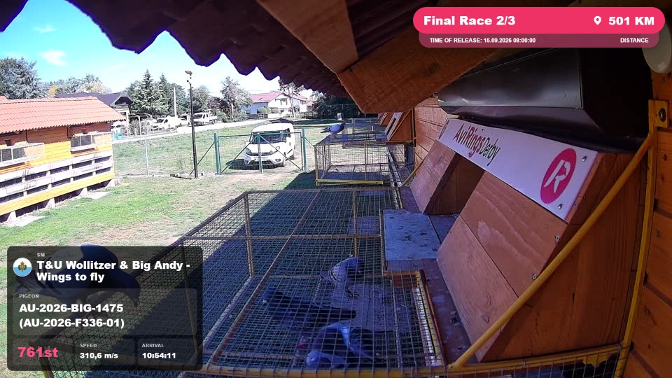 Pigeon Arrival Image For Race Final Race 2/3