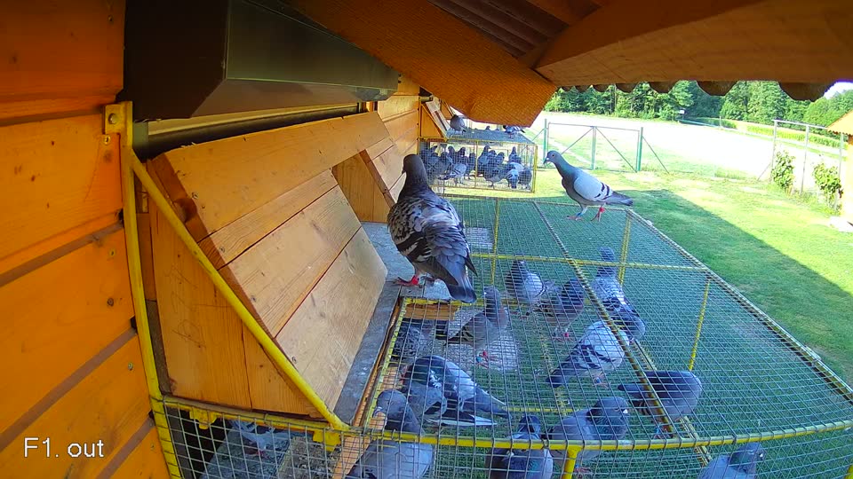 Pigeon Arrival Image For Race Race 1