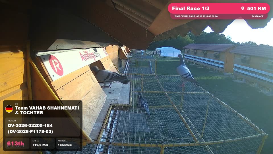 Pigeon Arrival Image For Race Final Race 1/3